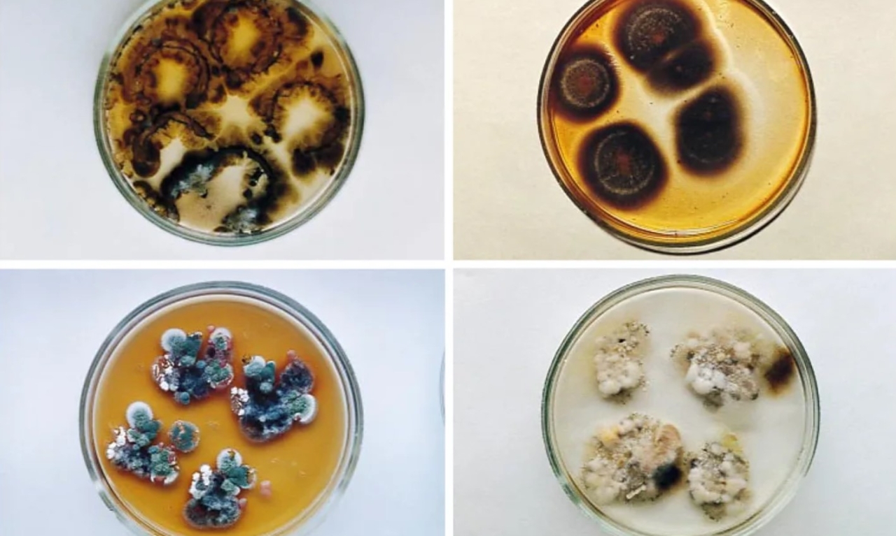 Чорний гриб із Чорнобиля живиться радіацією - NASA вивчає цвіль як можливий захист астронавтів - новини науки 2