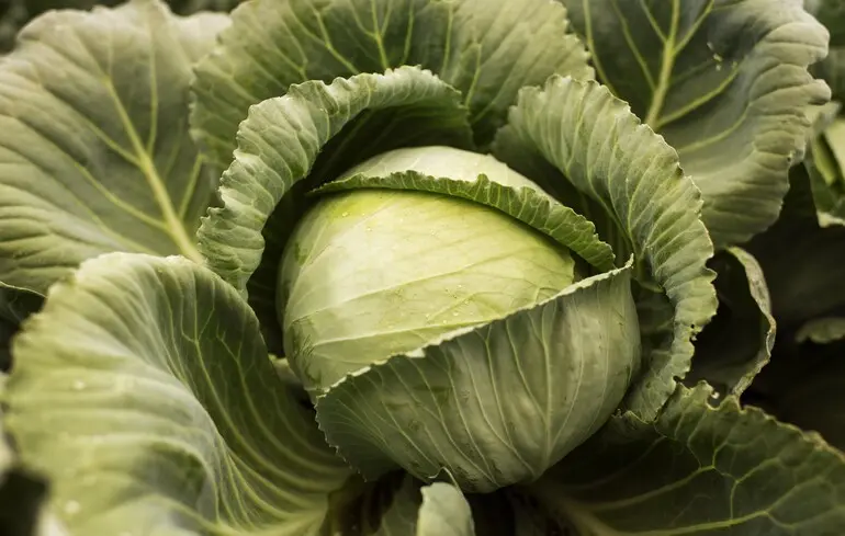 Ціни на капусту в Україні взимку 2025 – чи можуть зрости, експерт дав прогноз – новини України 1