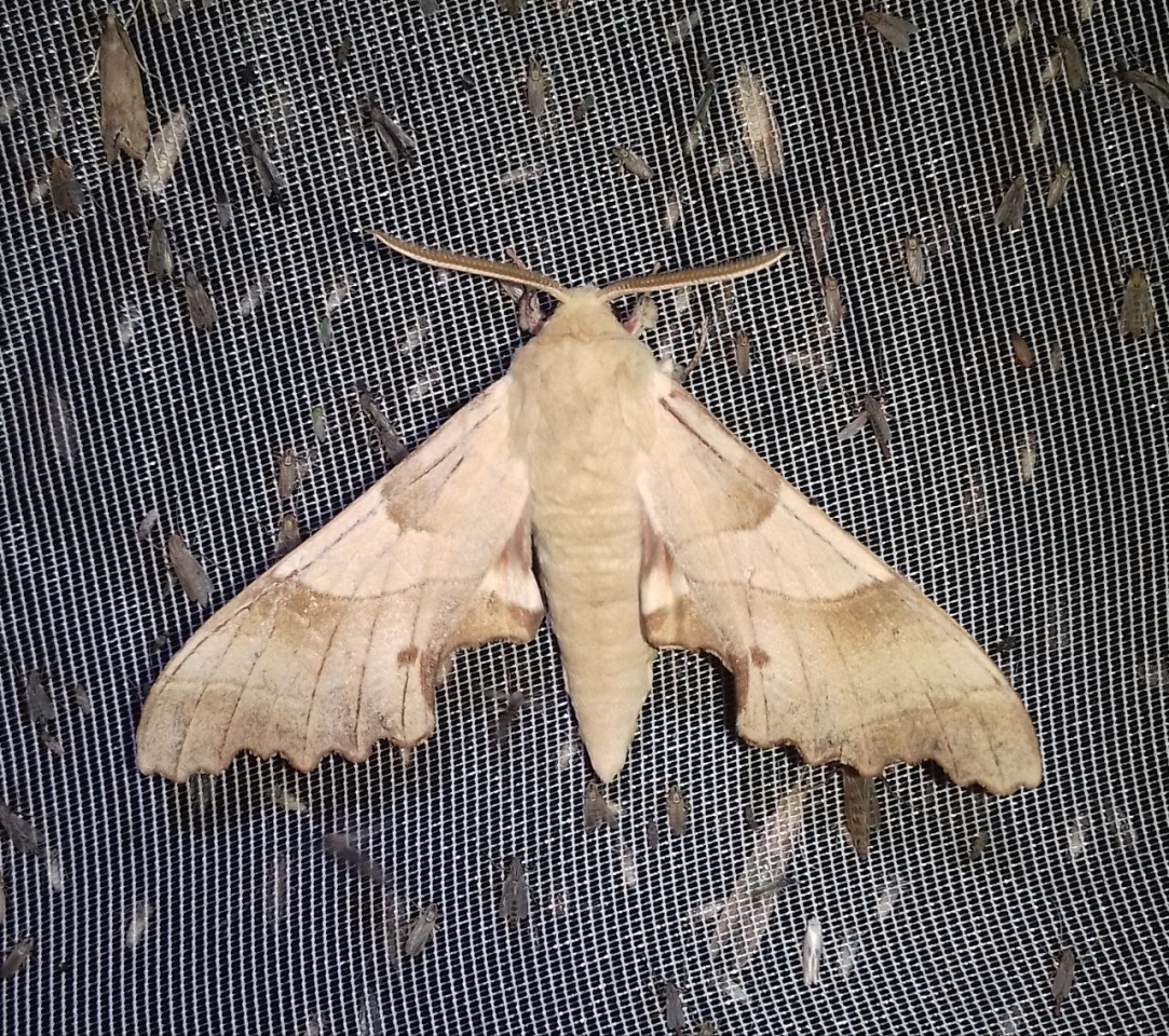 Ентомолог Євгеній Халаїм в інтерв'ю РБК-Україна про комах, бджіл і червонокнижні види 19