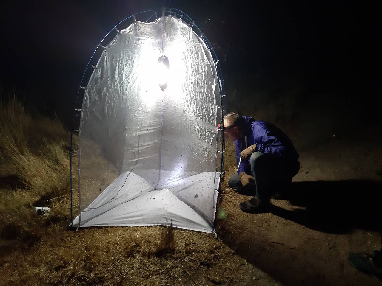 Ентомолог Євгеній Халаїм в інтерв'ю РБК-Україна про комах, бджіл і червонокнижні види 16