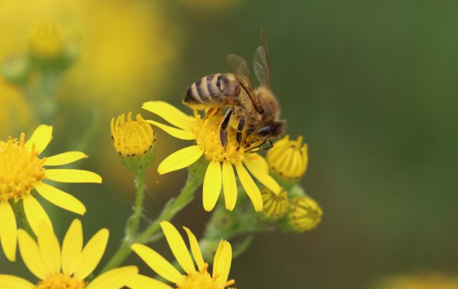 Ентомолог Євгеній Халаїм в інтерв'ю РБК-Україна про комах, бджіл і червонокнижні види 11