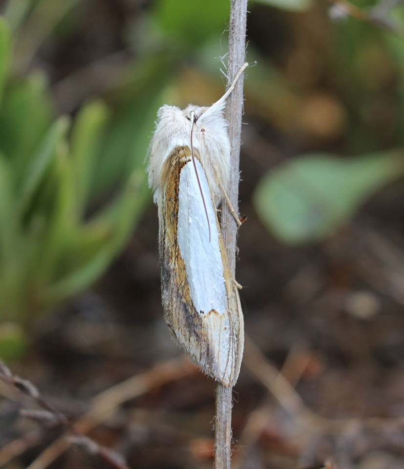 Ентомолог Євгеній Халаїм в інтерв'ю РБК-Україна про комах, бджіл і червонокнижні види 13