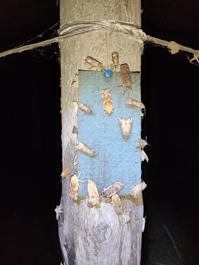 Ентомолог Євгеній Халаїм в інтерв'ю РБК-Україна про комах, бджіл і червонокнижні види 18