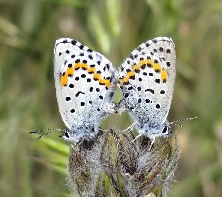 Ентомолог Євгеній Халаїм в інтерв'ю РБК-Україна про комах, бджіл і червонокнижні види 14