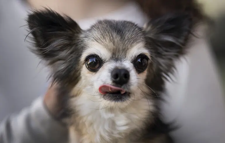 Гени собак зберегли ДНК вовків - що з'ясували вчені - у яких порід її більше 1