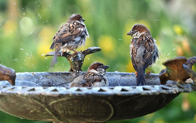 Горобці зникають з України - у чому проблема та чим це небезпечно для сільського господарства 1