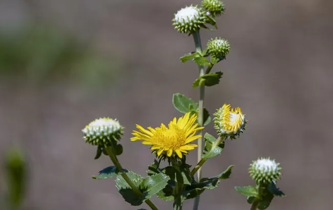 Гринделія розчепірена лікує і має ароматичну смолу, але небезпечна - чорний список, фото Гринделія розчепірена лікує і має ароматичну смолу, але небезпечна - чорний список, фото 1