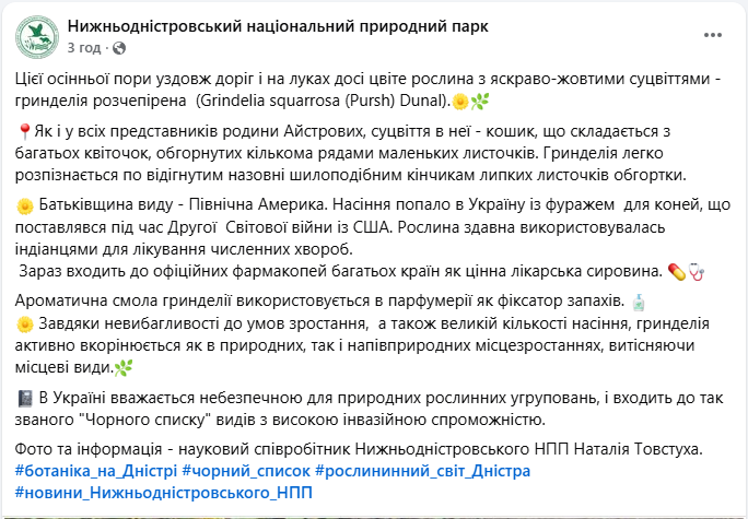 Гринделія розчепірена лікує і має ароматичну смолу, але небезпечна - чорний список, фото Гринделія розчепірена лікує і має ароматичну смолу, але небезпечна - чорний список, фото 3