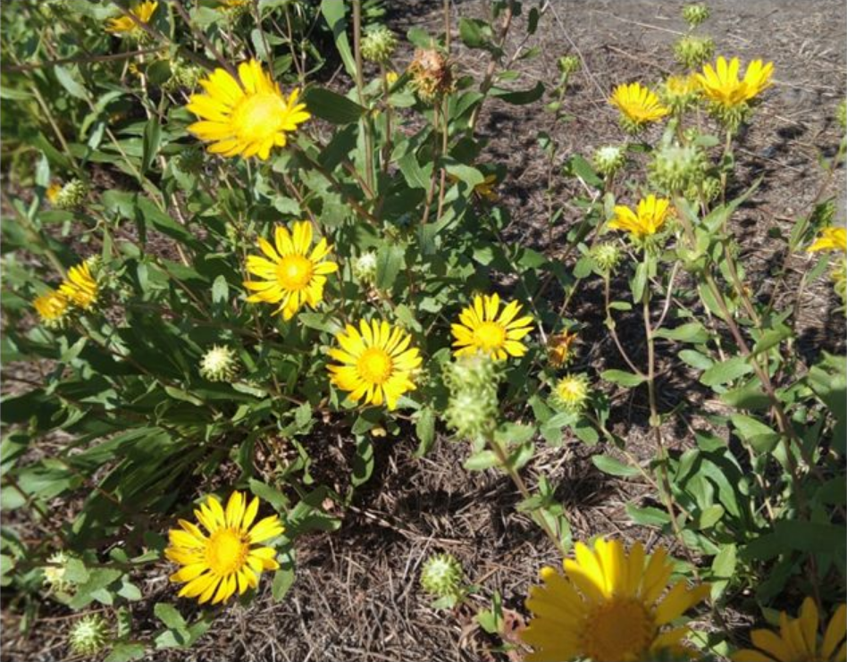 Гринделія розчепірена лікує і має ароматичну смолу, але небезпечна - чорний список, фото Гринделія розчепірена лікує і має ароматичну смолу, але небезпечна - чорний список, фото 2