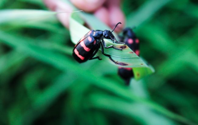 Як комахи переживають зими і чому стають неактивними - ентомолог дав пояснення 1