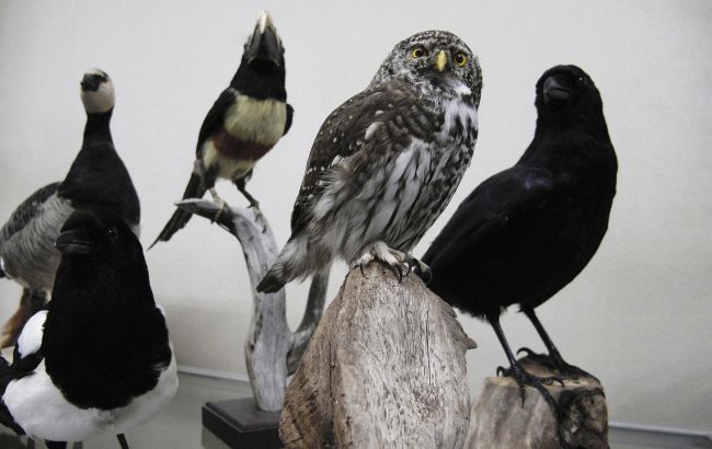 Який птах найрозумніший, найхитріший і найвірніший в Україні сказала орнітолог - ворони, сови, лебеді 1