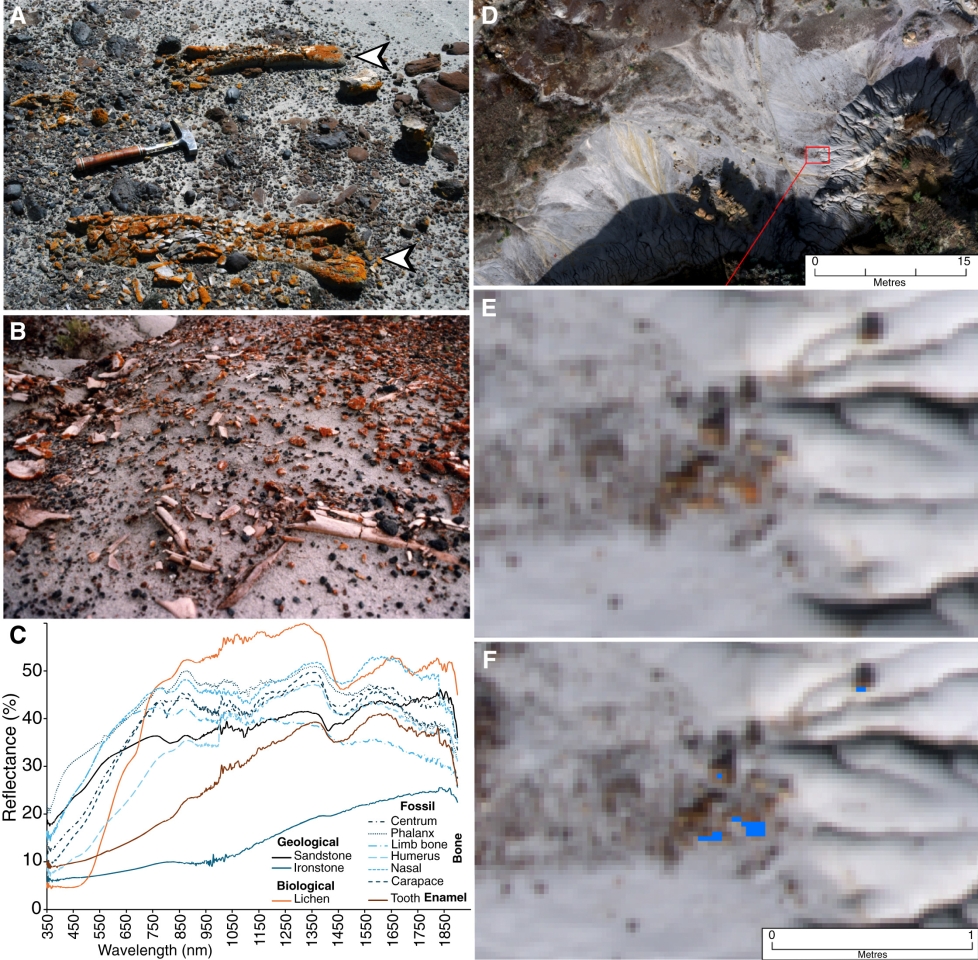 Кістки динозаврів знаходять за допомогою лишайників - дрони знаходять скам'янілості з повітря - новини науки Кістки динозаврів знаходять за допомогою лишайників - дрони знаходять скам'янілості з повітря - новини науки 2