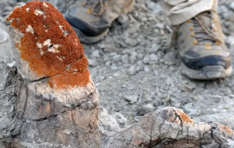 Кістки динозаврів знаходять за допомогою лишайників - дрони знаходять скам'янілості з повітря - новини науки Кістки динозаврів знаходять за допомогою лишайників - дрони знаходять скам'янілості з повітря - новини науки 1