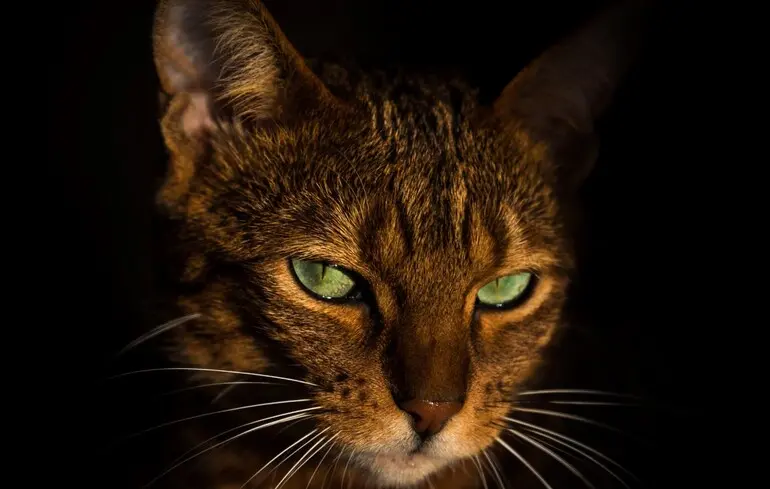 Коли з'явилися домашні коти в Європі - геномне дослідження встановило час завезення з Північної Африки - новини науки 1