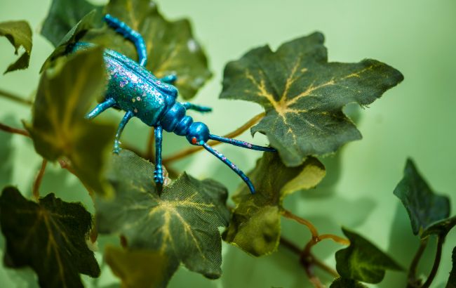 Комахи в Україні - ентомолог розповів, які нові види з'явились останнім часом 1