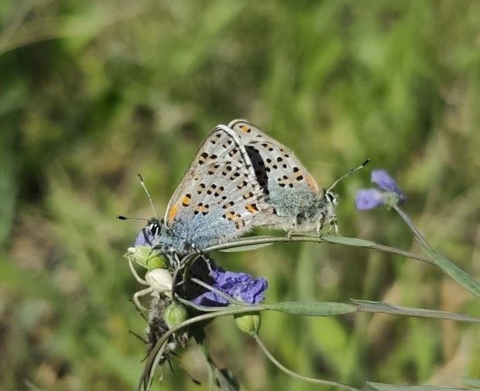 Комахи в Україні - що відбувається із червонокнижними видами 2