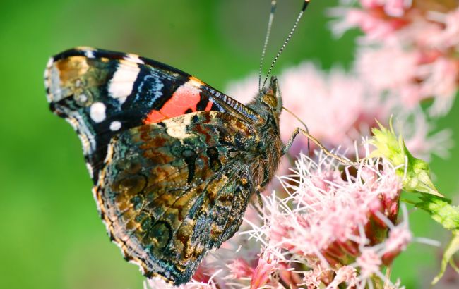 Комахи в Україні - що відбувається із червонокнижними видами 1