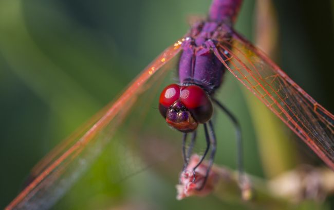Комахи в Україні скорочують чисельність - ентомолог пояснив причину Комахи в Україні скорочують чисельність - ентомолог пояснив причину 1