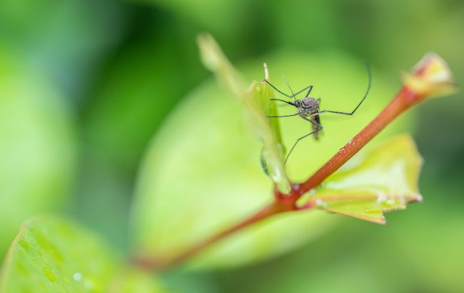 Комарі в Україні не всі малярійні й небезпечні - як поширюються види, які хвороби переносять 1