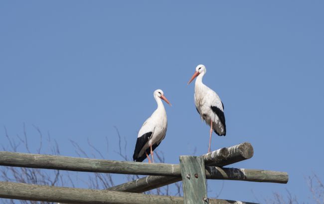 Міграція птахів в Україні не припиниться через потепління клімату - заява орнітолога Міграція птахів в Україні не припиниться через потепління клімату - заява орнітолога 1