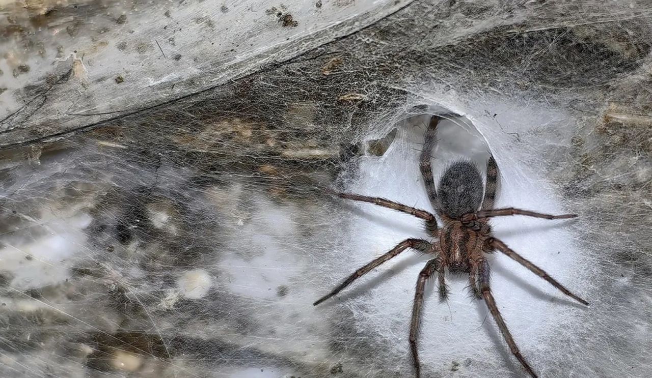 Найбільша павутина у світі - де розташовується павутиння, в якому живе 111000 павуків - фото Найбільша павутина у світі - де розташовується павутиння, в якому живе 111000 павуків - фото 2