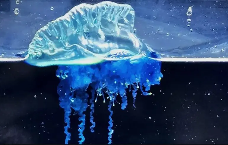 Новий вид медуз - біля узбережжя Японії знайшли новий вид португальських корабликів - фото Новий вид медуз - біля узбережжя Японії знайшли новий вид португальських корабликів - фото 1