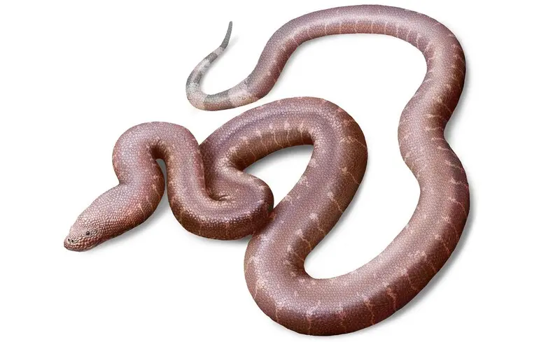 Новий вид змії віком 37 мільйонів років - Paradoxophidion richardoweni допоможе зрозуміти еволюцію сучасних змій - новини науки 1