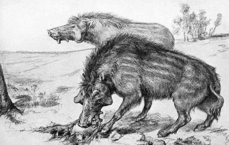 Пекельні свині з Північної Америки виявилися здатними їсти кістки - що з'ясували вчені 1