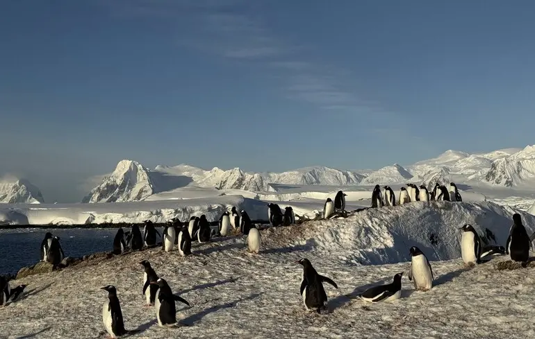 Пінгвіни пірнають у воду - полярники на Академіку Вернадському показали захопливе відео Пінгвіни пірнають у воду - полярники на Академіку Вернадському показали захопливе відео 1