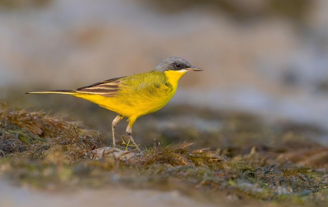 Птахи зникають з України - як на них впливають війна, вирубки лісу та пестициди на полях Птахи зникають з України - як на них впливають війна, вирубки лісу та пестициди на полях 1