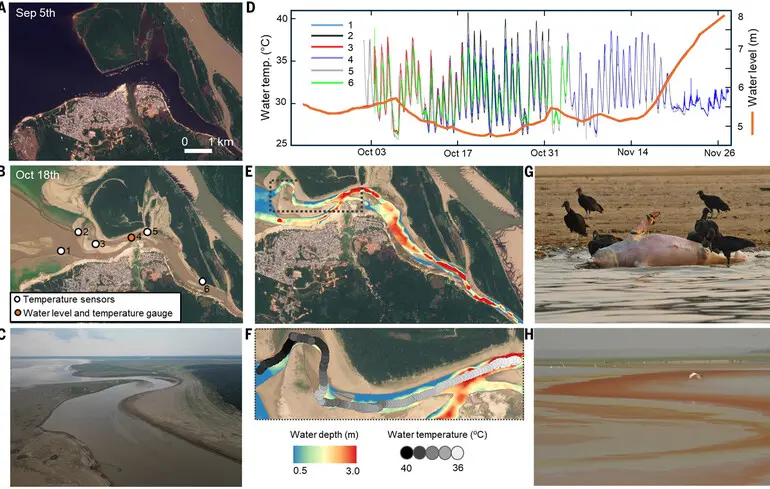 Рекордне підвищення температури води в озерах Амазонії - вчені фіксують масову загибель тварин - новини світу 1
