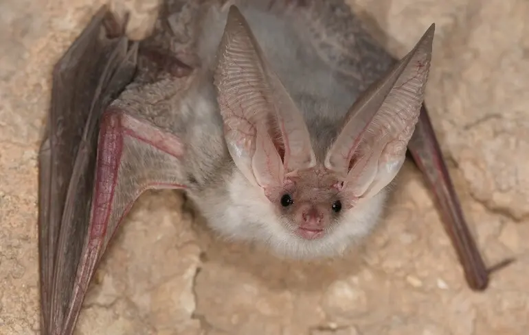 Рідкісний вид помітили вперше за 55 років - у Центральній Азії знову виявили туркестанського довговухого кажана - новини науки Рідкісний вид помітили вперше за 55 років - у Центральній Азії знову виявили туркестанського довговухого кажана - новини науки 1