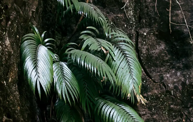 Рідкісноземельні елементи у рослині - що виявили вчені Рідкісноземельні елементи у рослині - що виявили вчені 2