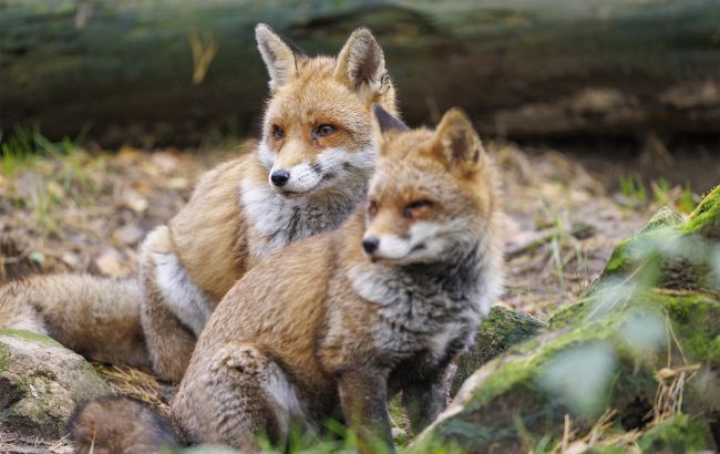 Сказ в Україні - на Львівщині регулюватимуть популяцію диких тварин 1