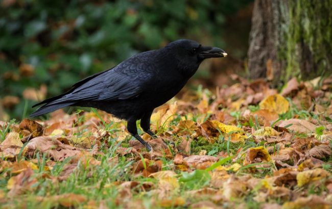 Скільки років живуть птахи - орнітолог розповіла про рекордсменів Скільки років живуть птахи - орнітолог розповіла про рекордсменів 1