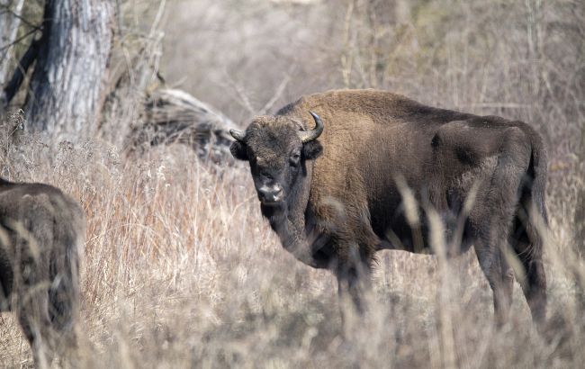 Скільки залишилось зубрів у Львівській області України перерахують під час обліку - яка популяція 1