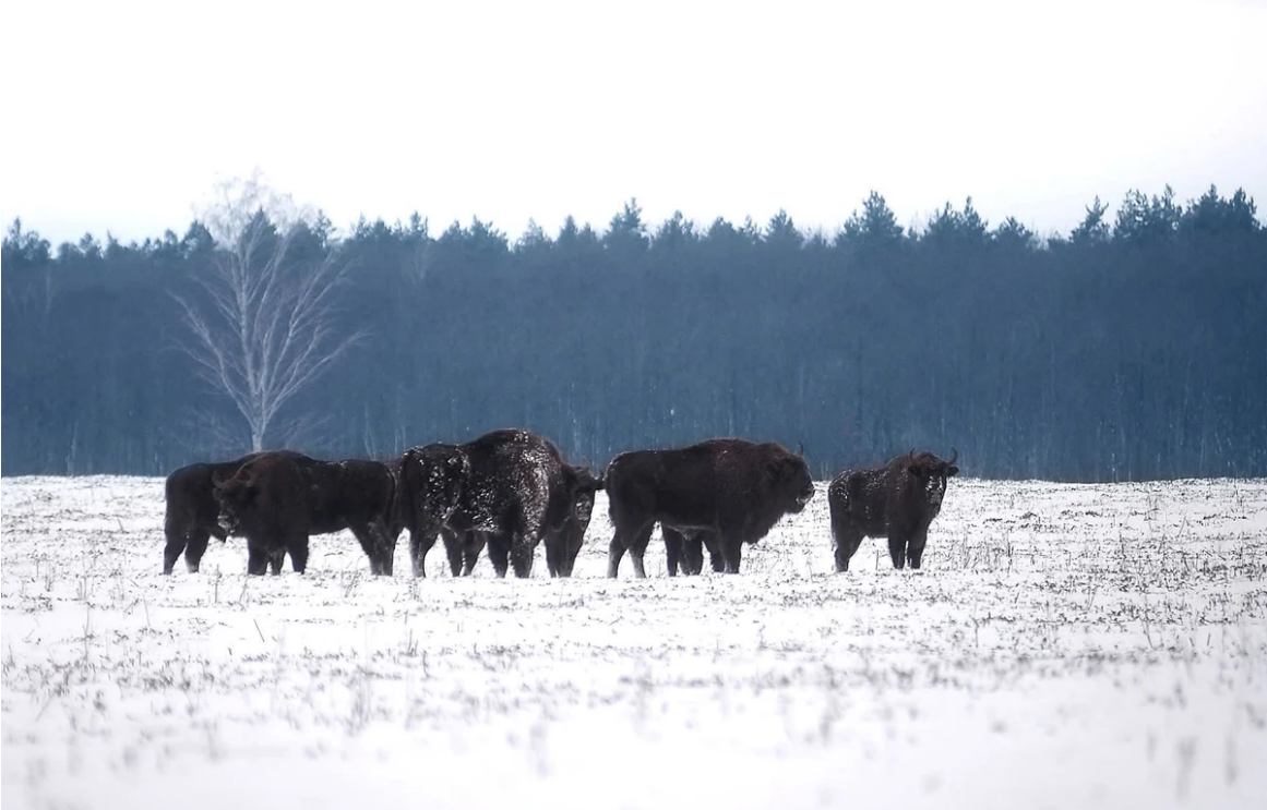Скільки залишилось зубрів у Львівській області України перерахують під час обліку - яка популяція 2