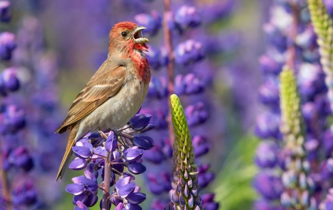 Спів пташок є проявом агресії самців - пояснення орнітолога Спів пташок є проявом агресії самців - пояснення орнітолога 1