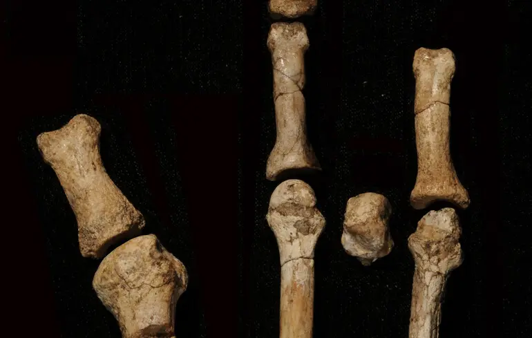 Таємницю стопи Буртеле розкрито - раніше невідомі рештки належали виду Australopithecus deyiremeda - новини науки 1