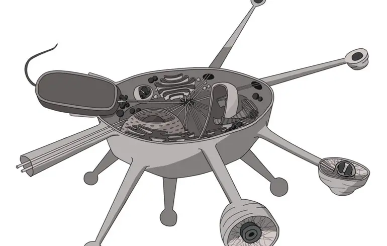 Вчені відкрили нову гілку життя - Solarion arienae має унікальні мітохондрії - новини науки 1