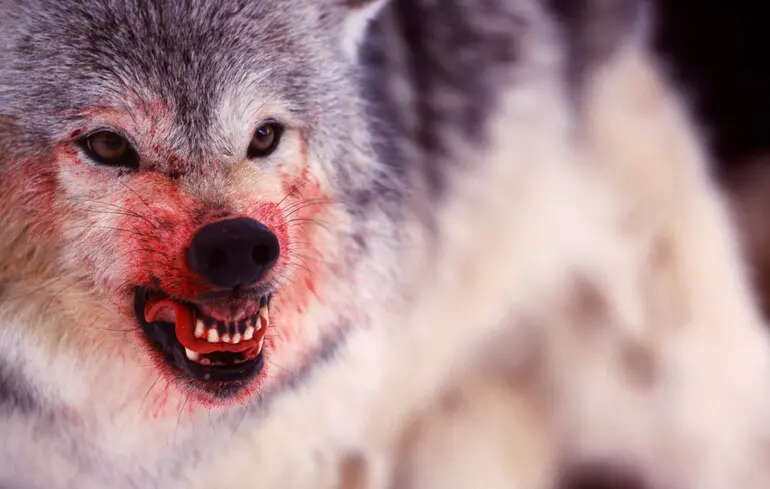 Війна в Україні - як страх смерті визначає цивілізаційні межі між нами і ними 1