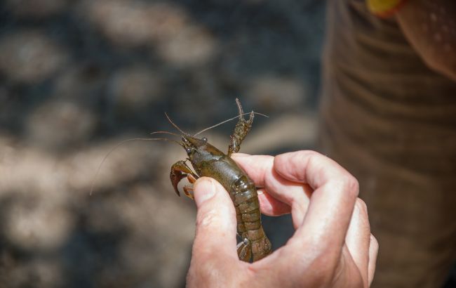 Вилов раків в Україні буде заборонено з грудня 2025 - до якого числа, штраф, правила 1