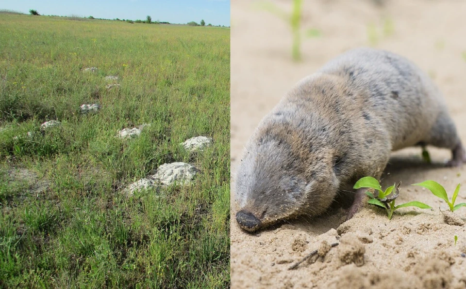Вже не буде як раніше: еколог про нову географію України із зонами відчуження 12