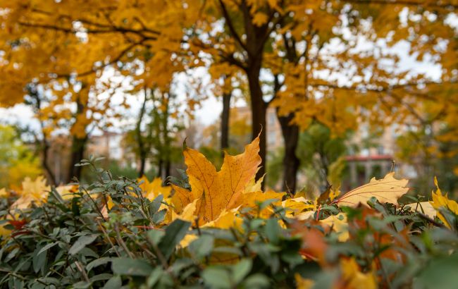 Жовтень у Києві 2025 був у межах норми, але з рясними дощами - підсумки метеорологів 1
