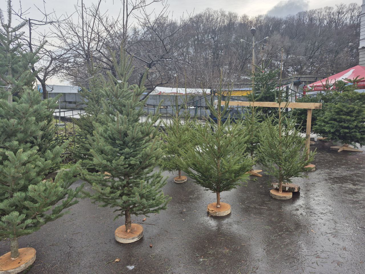 Ціни на ялинки в Києві 2025 - скільки коштують хвойні дерева 3