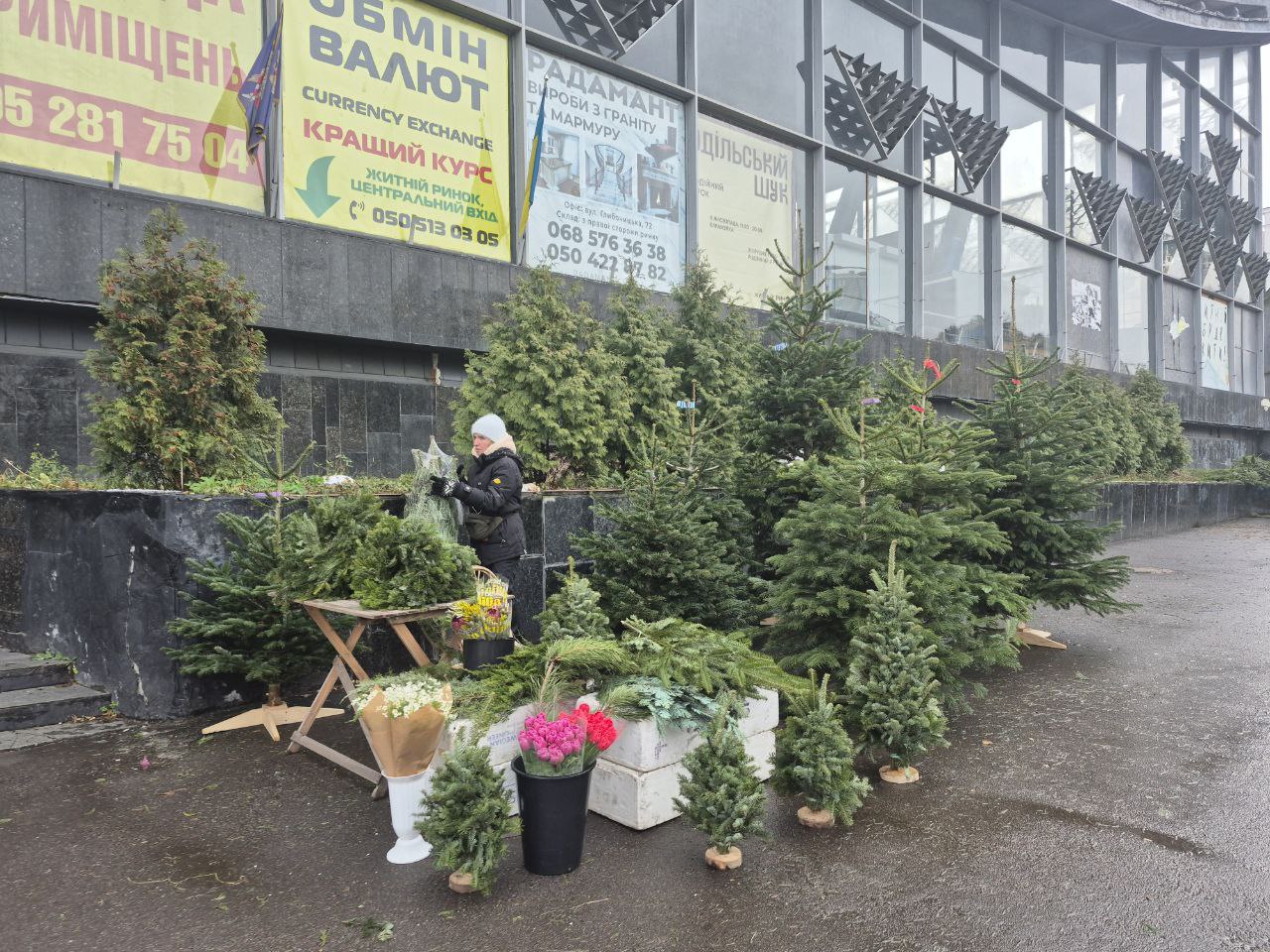 Ціни на ялинки в Києві 2025 - скільки коштують хвойні дерева 7