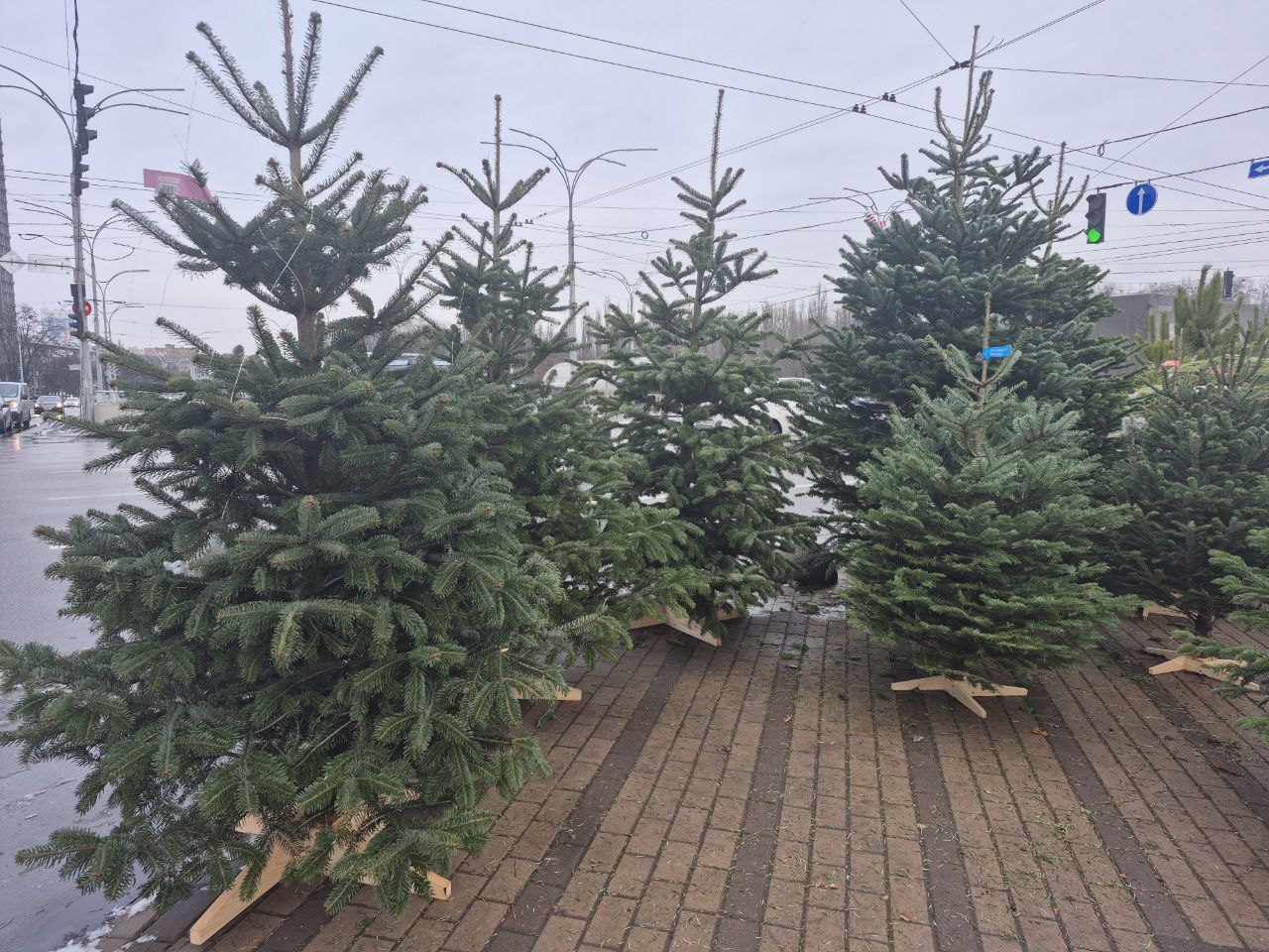 Ціни на ялинки в Києві 2025 - скільки коштують хвойні дерева 10