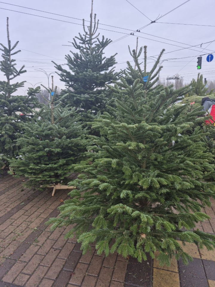 Ціни на ялинки в Києві 2025 - скільки коштують хвойні дерева 12