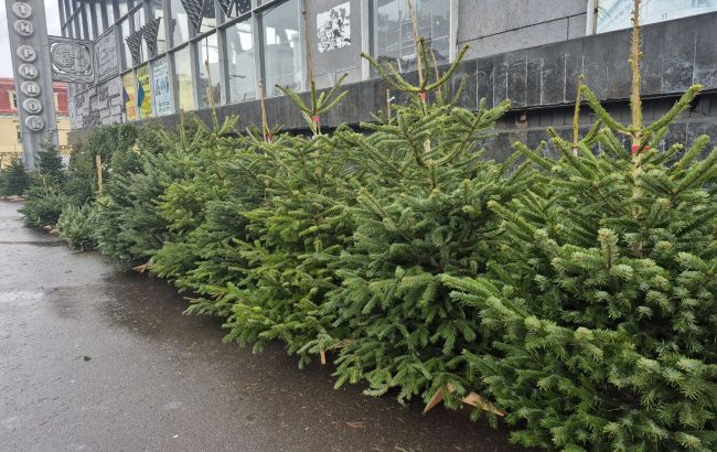 Ціни на ялинки в Києві 2025 - скільки коштують хвойні дерева 1