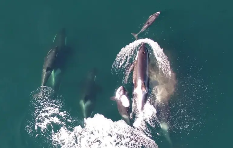 Дельфіни та косатки разом полюють на лосося - що з'ясували вчені - відео 1